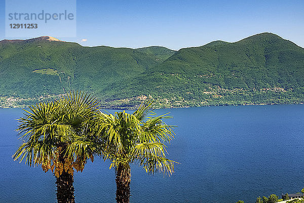 Switzerland  Ticino  Lago Maggiore  palms