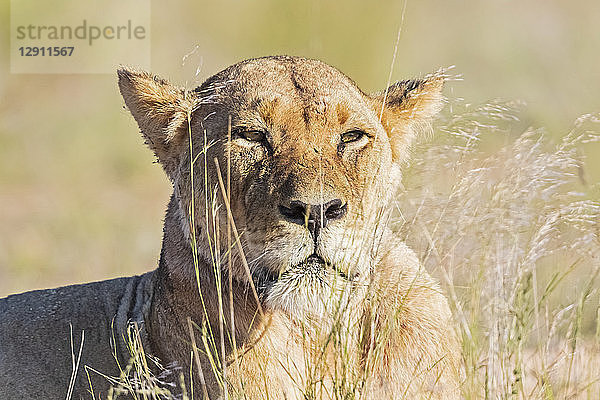 Botswana  Kgalagadi Transfrontier Park  portrait of lioness