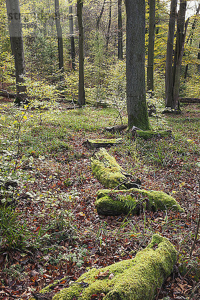 Germany Rhineland-Palatinate  Pfalz  Palatinate Forest Nature Park in autumn