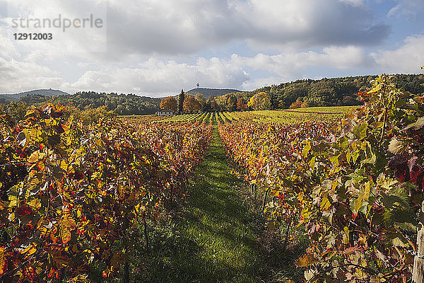 Germany  Rhineland-Palatinate  Weisenheim am Berg  vineyards in autumn colours  German Wine Route