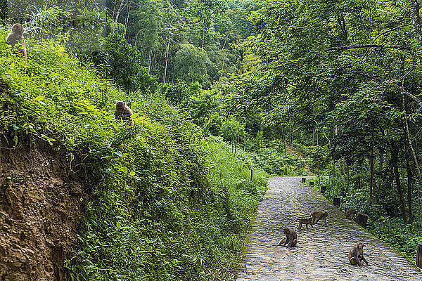China  Fujian Province  monkeys on a path in Niumu forest