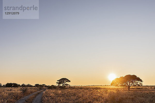 Africa  Botswana  Central Kalahari Game Reserve  sand track at sunrise