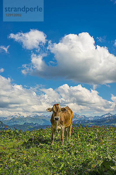 Germany  Allgaeu  dehorned young brown cattle standing on an Alpine meadow