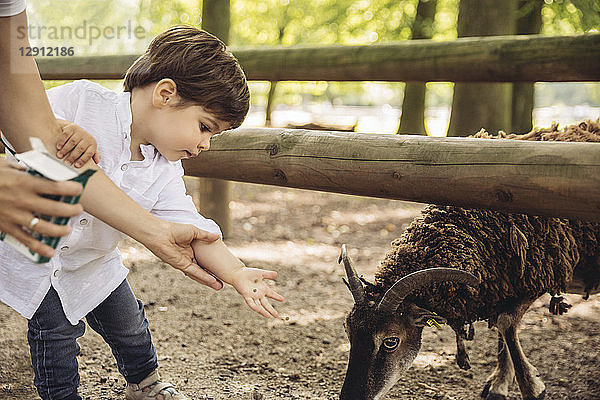 Mother and little son feeding goat in wild park