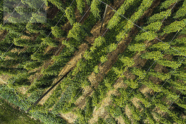 Hop field  Humulus lupulus  from above