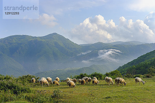 Albania  Shkoder  flock of sheep