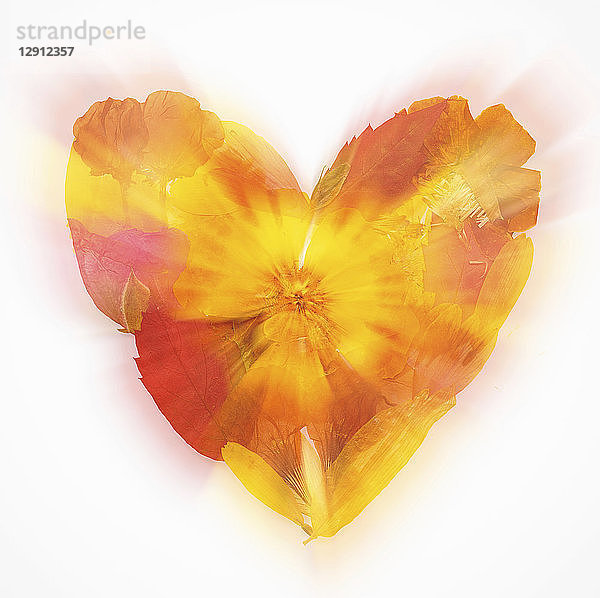Heart shaped of dried petals on white background