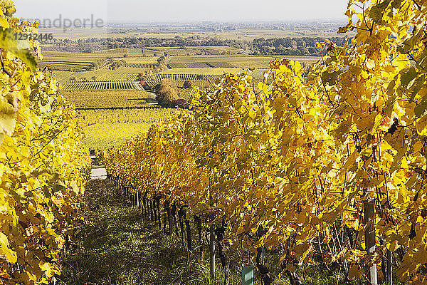 Germany Rhineland-Palatinate  Pfalz  vineyards in autumn colours  German Wine Route