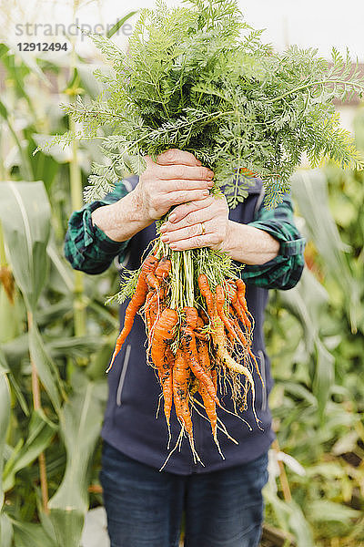 Unrecognizable senior woman holding bunch of harvested carrots