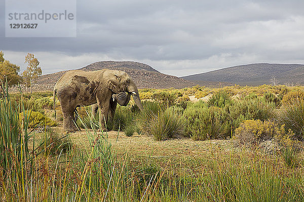 South Africa  Western Cape  Touws River  Aquila Private Game Reserve  Elephant  Loxodonta Africana