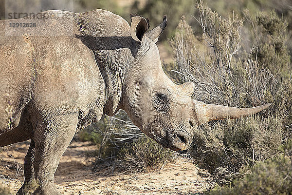 South Africa  Aquila Private Game Reserve  Rhino  Rhinoceros