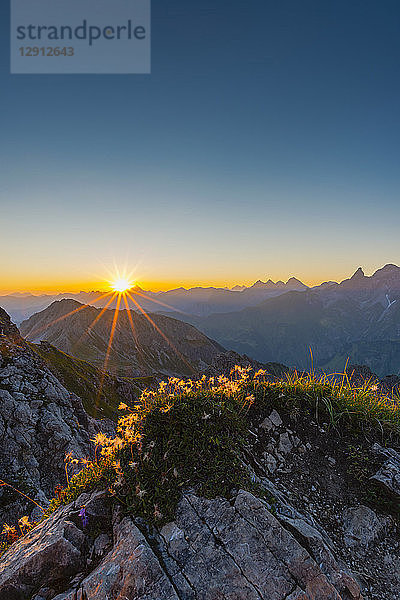Germany  Bavaria  Allgaeu  Allgaeu Alps  Alpine pasque flower at sunrise