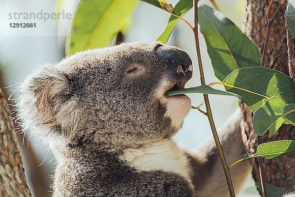 Australia  Queensland  koala eating eucalyptus leaves
