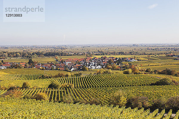 Germany Rhineland-Palatinate  Pfalz  German Wine Route  wine village Forst and vineyards in autumn colours