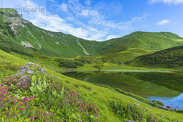Germany  Bavaria  Allgaeu  view to Schlappolt Lake with Alpine roses in the foreground