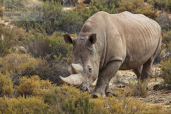 South Africa  Touws River  Cape Town  Aquila Private Game Reserve  Rhino  Rhinoceros