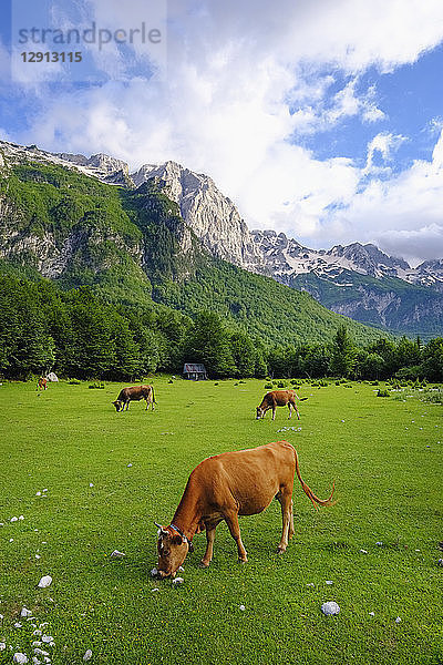 Albania  Kukes County  Albanian Alps  Valbona National Park  cows on meadow