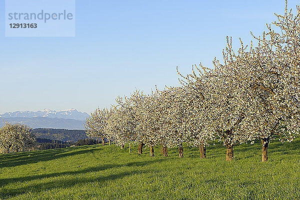 Switzerland  blossoming cherry trees on a meadow with view to the Alps