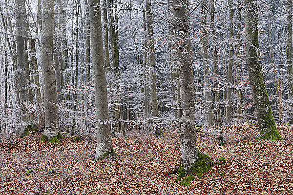 Hoar-frost at beech forest
