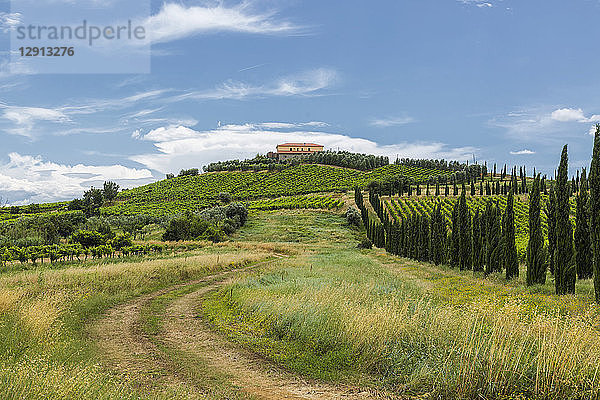 Italy  Tuscany  Monsummano Terme  vineyards