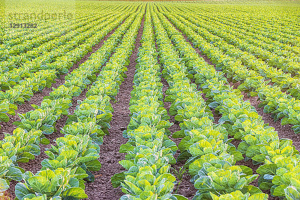 United KIngdom  East Lothian  field of brussels sprouts  Brassica oleracea