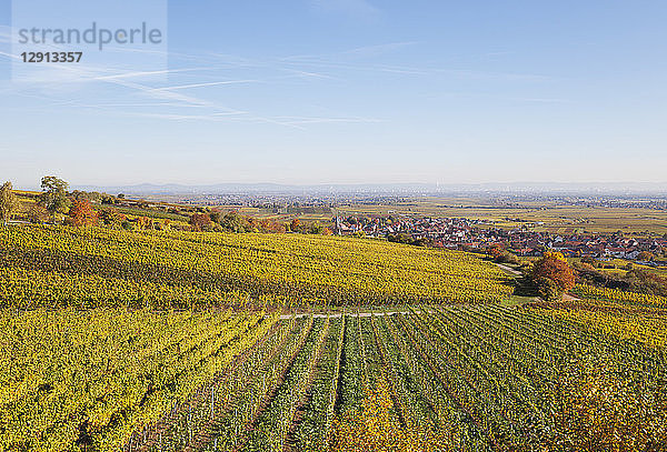 Germany  Rhineland-Palatinate  Kallstadt  vineyards in autumn colours  German Wine Route