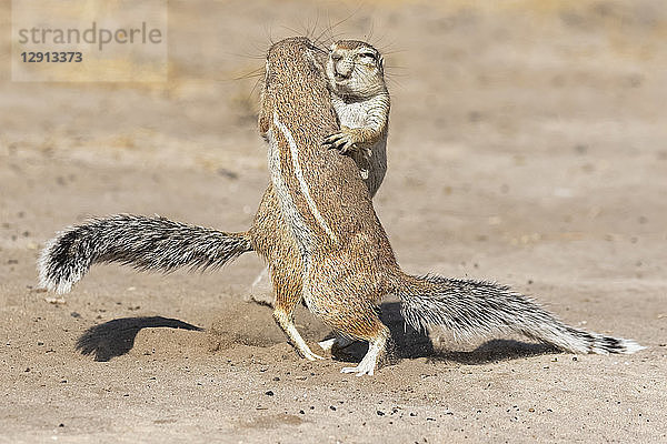 Botswana  Kalahari  Central Kalahari Game Reserve  Unstriped ground squirrels  Xerus rutilus