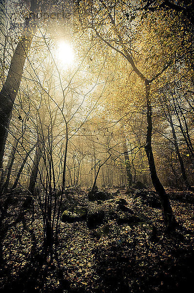 Italy  Piedmont  forest in sunlight