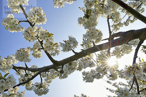 White cherry blossoms at backlight