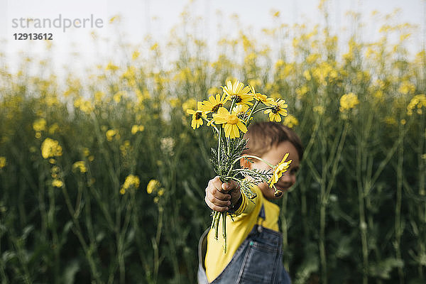 Little boy's hand holding picked yellow flowers in front of rape field