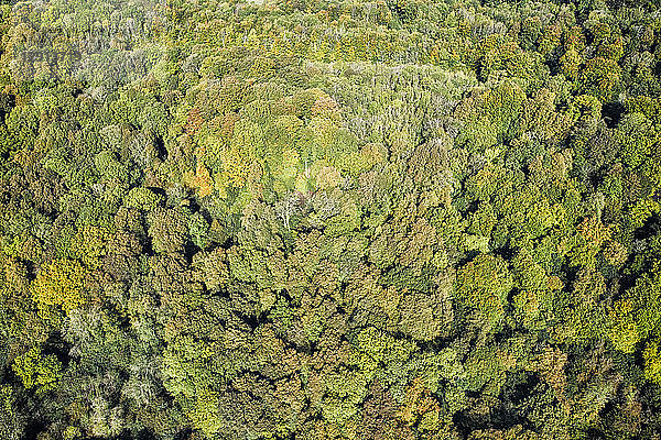 UK  Wales  autumnal forest seen from above