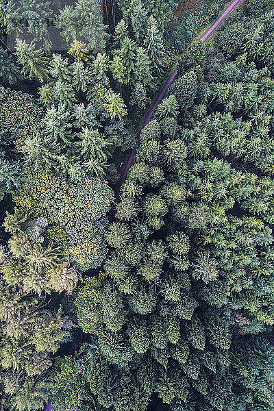 UK  Wales  pine forest seen from above