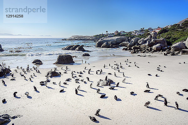 Africa  Simon's Town  Boulders Beach  Brillenpinguin  Colony of black-footed penguins  Spheniscus demersus