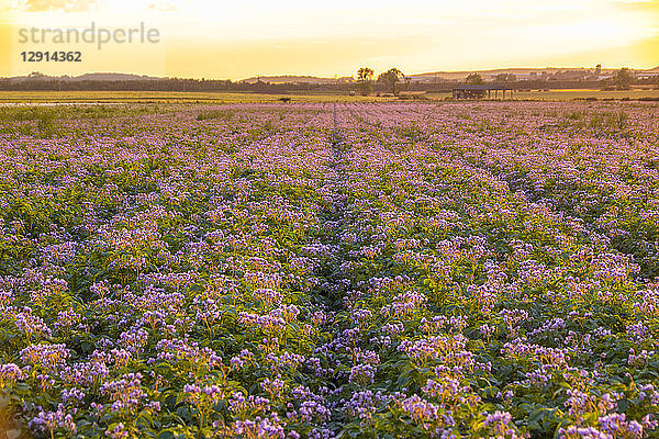 United KIngdom  East Lothian  flowering potato field  Solanum tuberosum  at sunrise