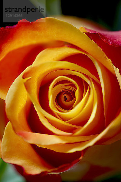 Red orange rose blossom  close-up