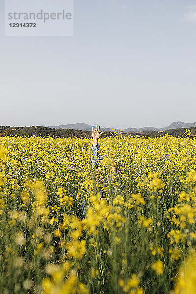 Spain  father and little son hiding in a rape field