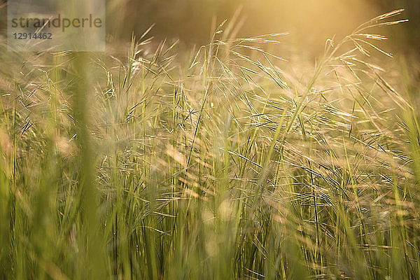Grass on field in sunlight