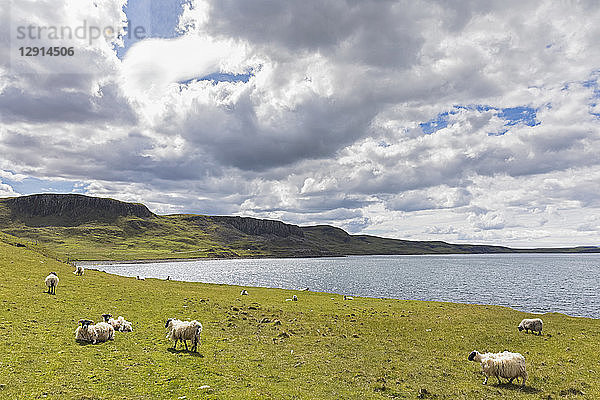 UK  Scotland  Inner Hebrides  Isle of Skye  sheep at Duntulm sea viewpoint