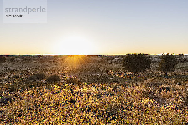 Botswana  Kgalagadi Transfrontier Park  Kalahari  landscape at sunrise