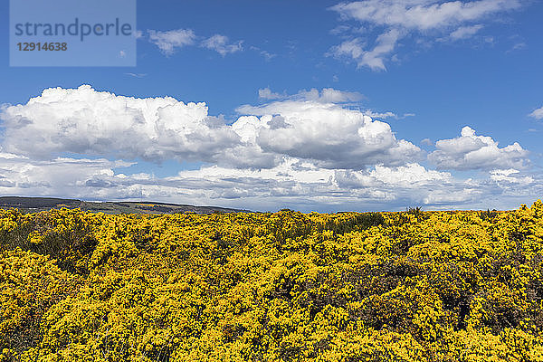 UK  Scotland  Inverness  broom shrubs