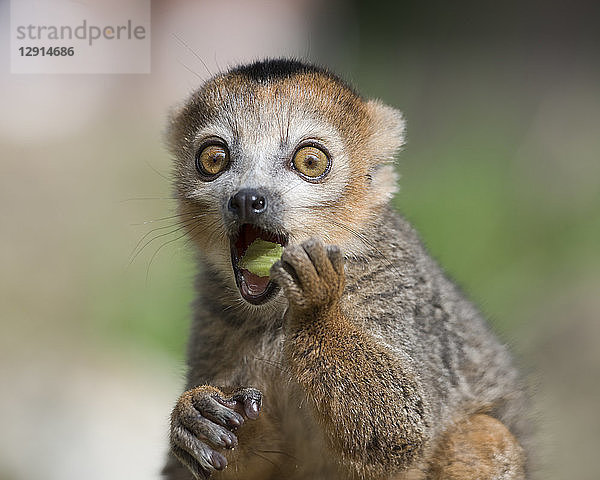 Portrait of eating crowned lemur with eyes wide open