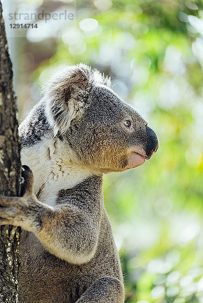 Australia  Queensland  koala climbing a tree
