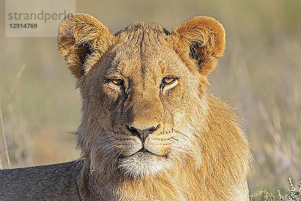 Botswana  Kgalagadi Transfrontier Park  portrait of young lion