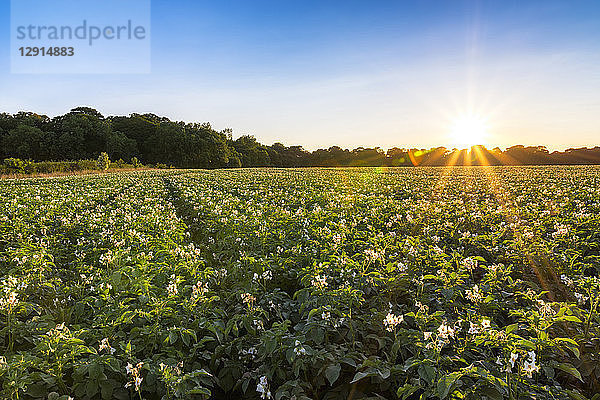 UK  Scotland  East Lothian  potato field at sunset