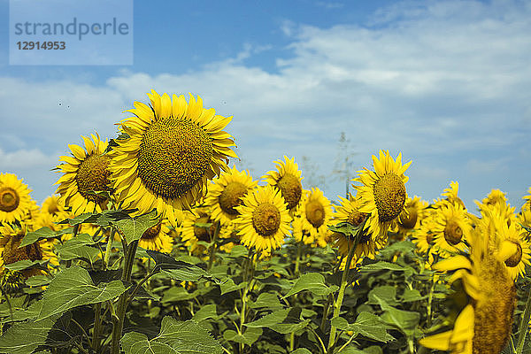 Field of sunflowers and clouds in the background