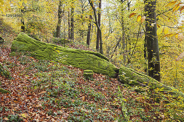 Germany  Rhineland-Palatinate  Palatinate Forest Nature Park in autumn  mossy rock