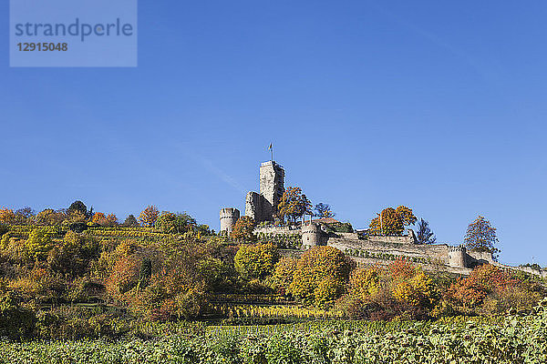 Germany Rhineland-Palatinate  Pfalz  Wachenheim  Castle  autumn colours  German Wine Route