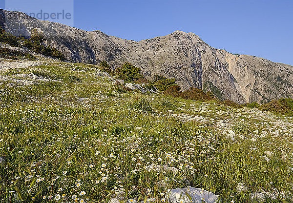 Albania  Ceraunian Mountains  Llogara Pass  flower meadow