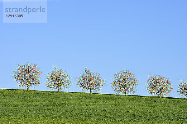 Switzerland  row of blossoming cherry trees on a meadow against blue sky
