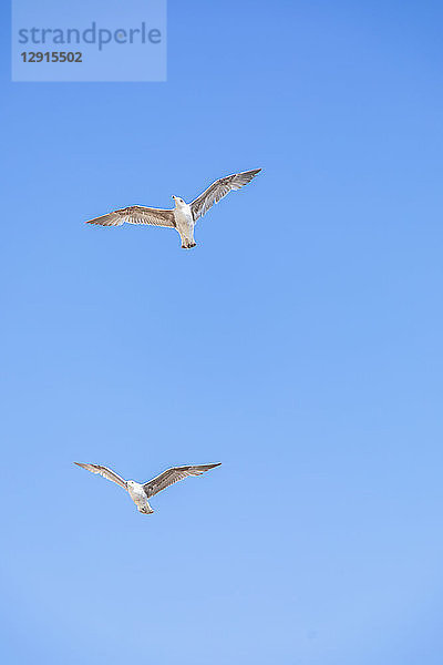 Flying seagulls  blue sky